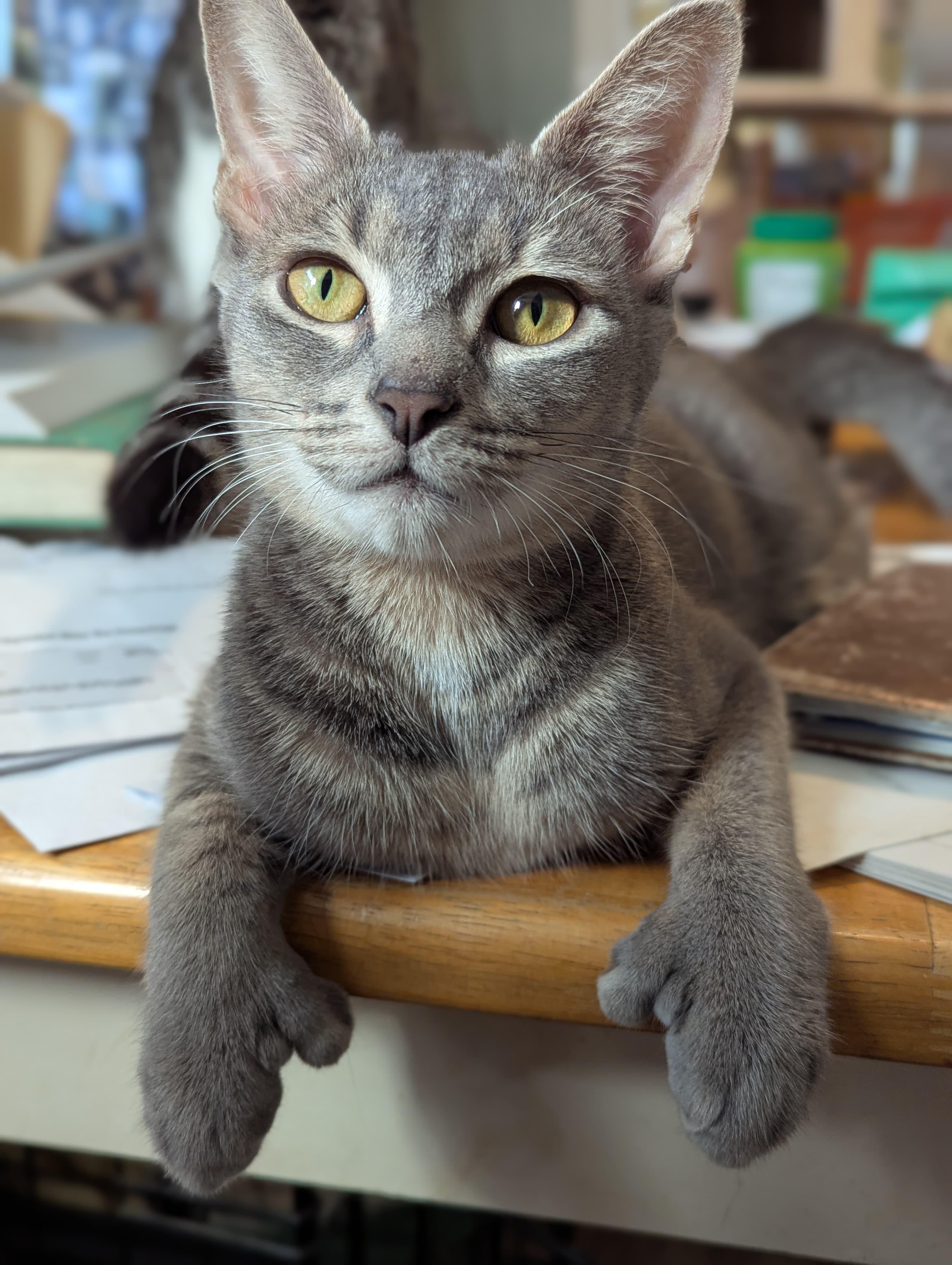 Enlarge Mitts, an adoptable mixed breed in Morristown, NJ image 1/6