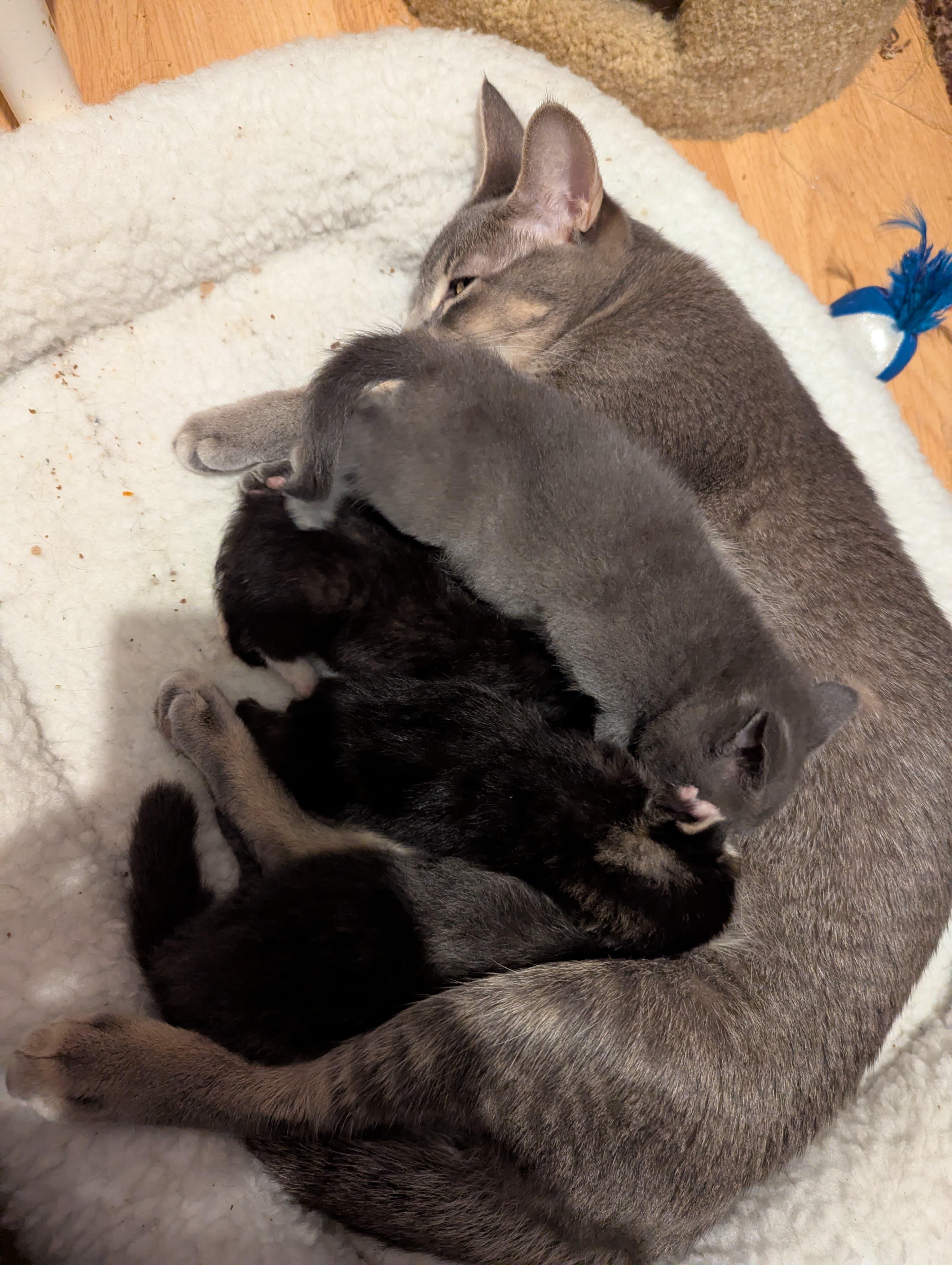 Enlarge Mitts, an adoptable mixed breed in Morristown, NJ image 4/6