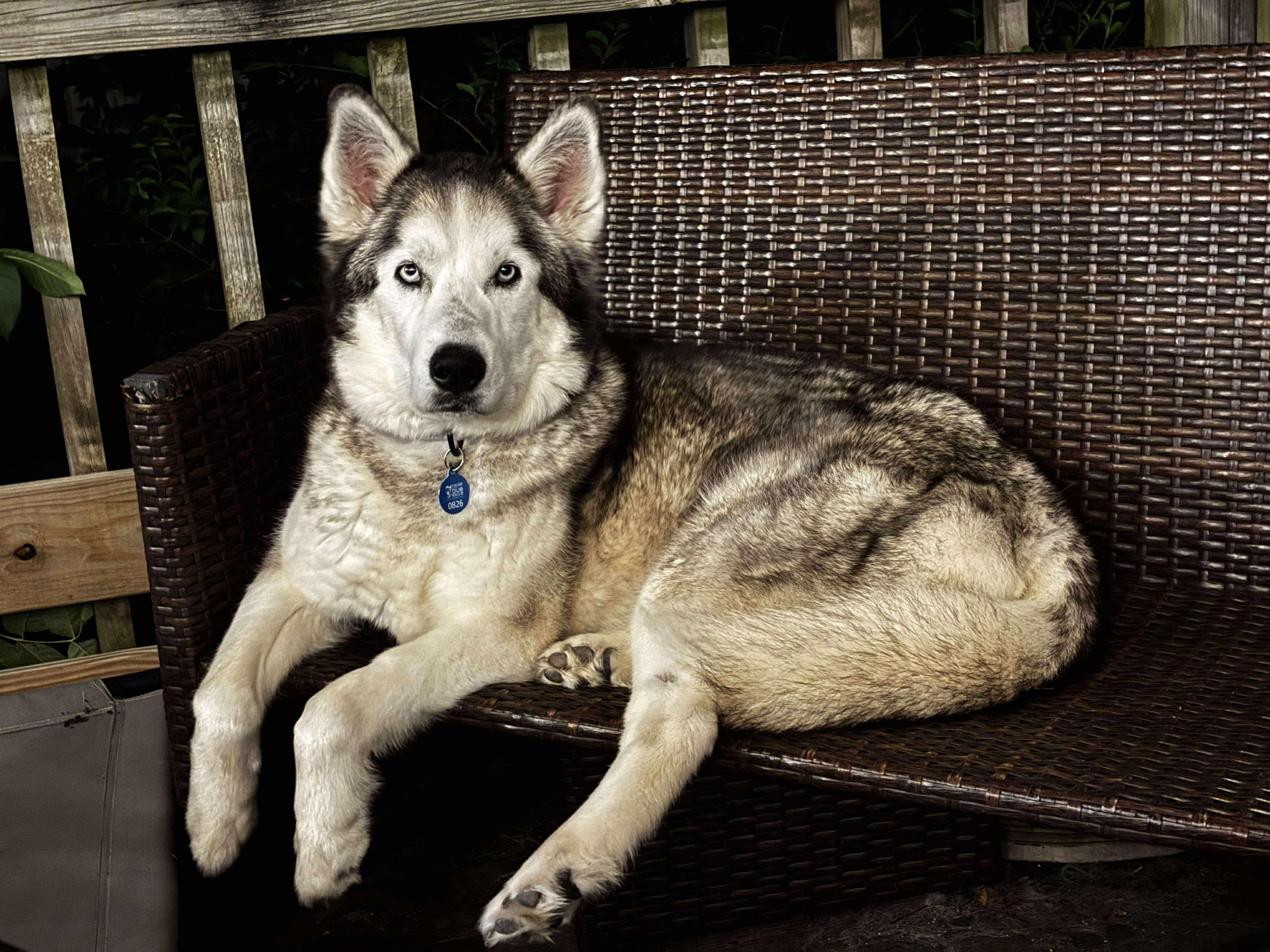 Valor, a Adoptable Siberian Husky in Omaha, NE image 4/5