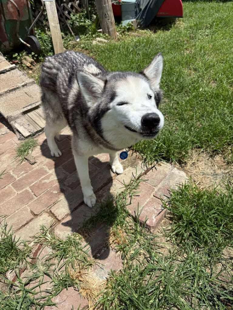 Valor, Adoptable, Adult Male Siberian Husky.