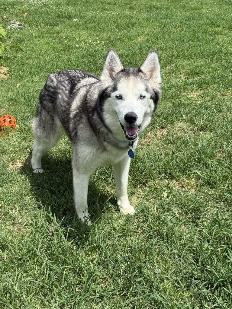 Valor, a Adoptable Siberian Husky in Omaha, NE image 2/5