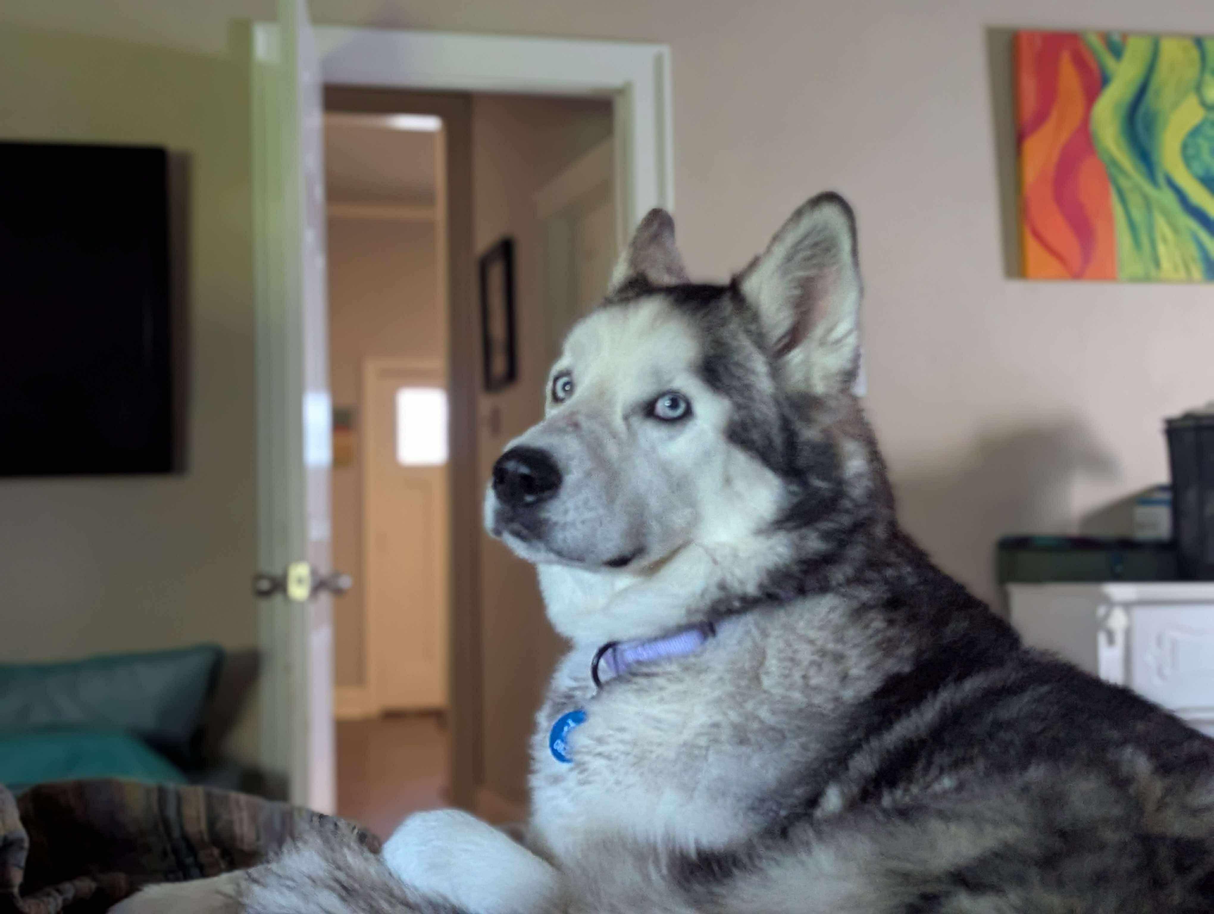 Valor, a Adoptable Siberian Husky in Omaha, NE image 5/5