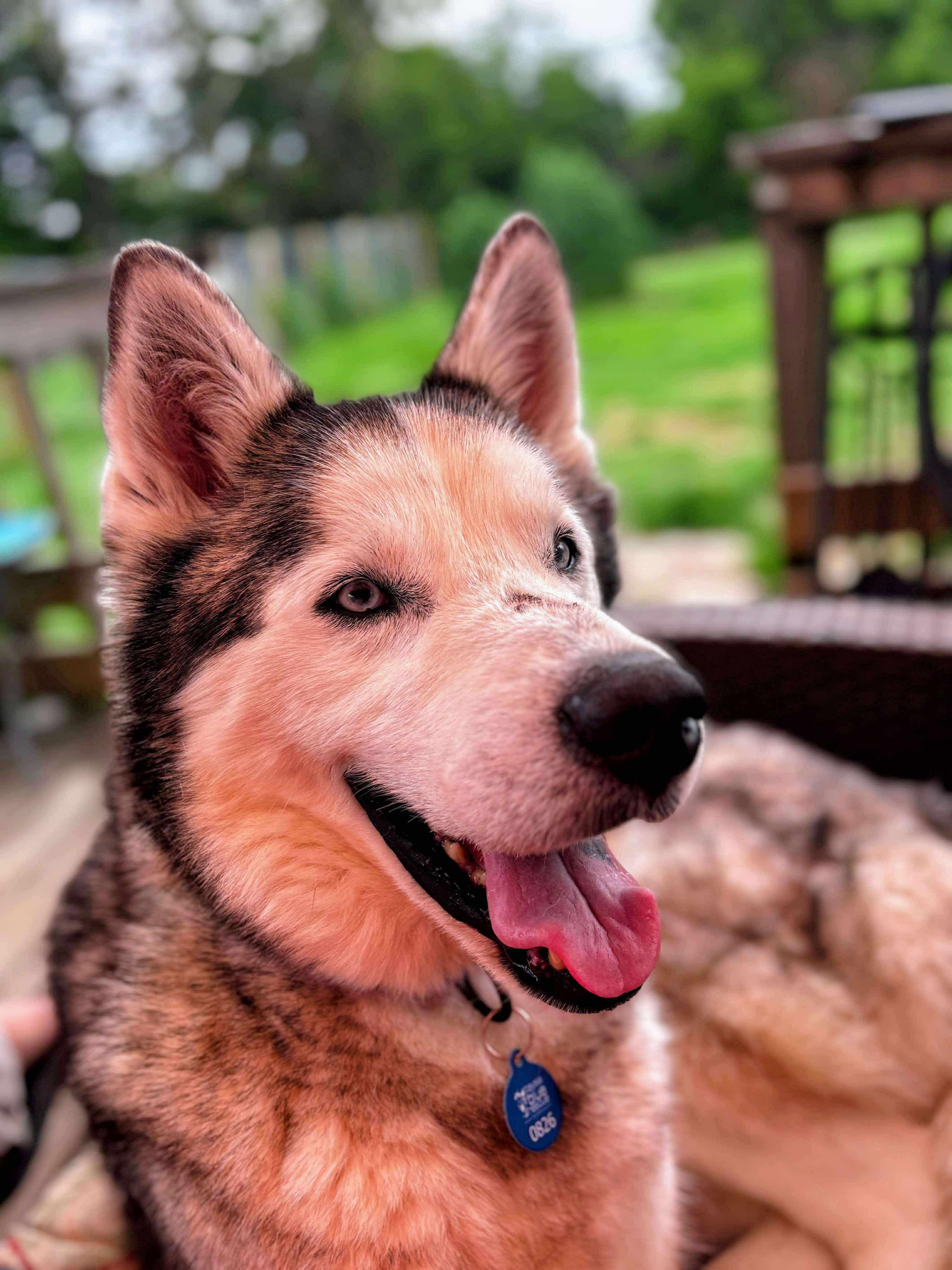 Valor, a Adoptable Siberian Husky in Omaha, NE image 3/5
