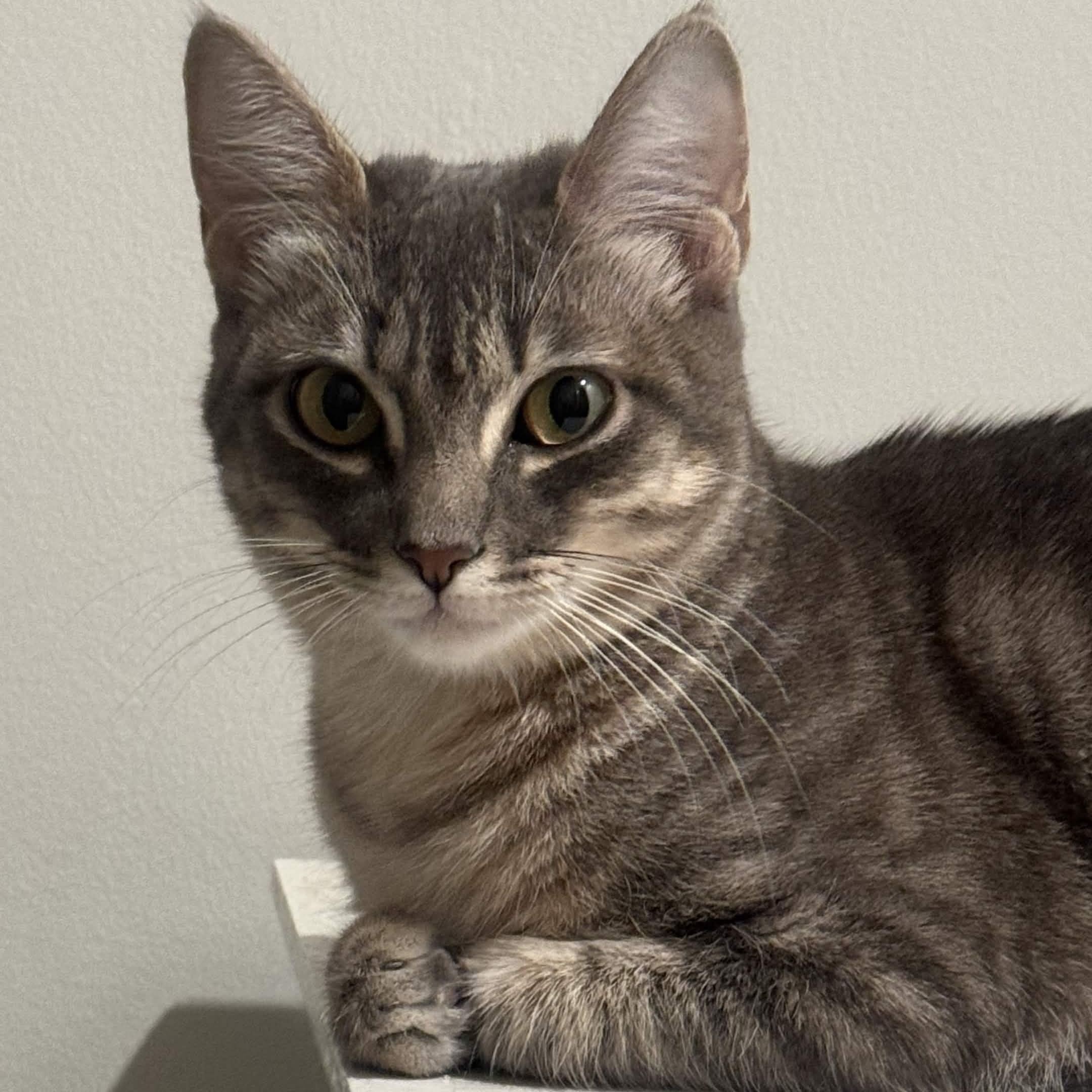 Athena, ADOPTABLE, Young Female Domestic Short Hair.