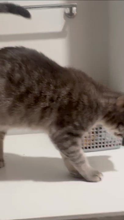 Enlarge Athena (Bonded with Gustavo), a ADOPTABLE Domestic Short Hair in Weehawken, NJ video 3/6