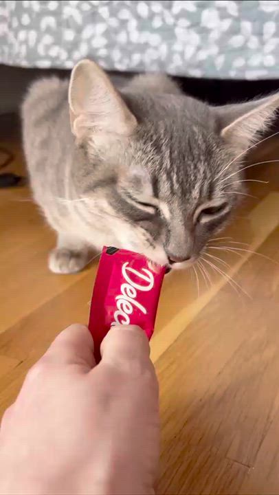 Enlarge Athena (Bonded with Gustavo), a ADOPTABLE Domestic Short Hair in Weehawken, NJ video 4/6