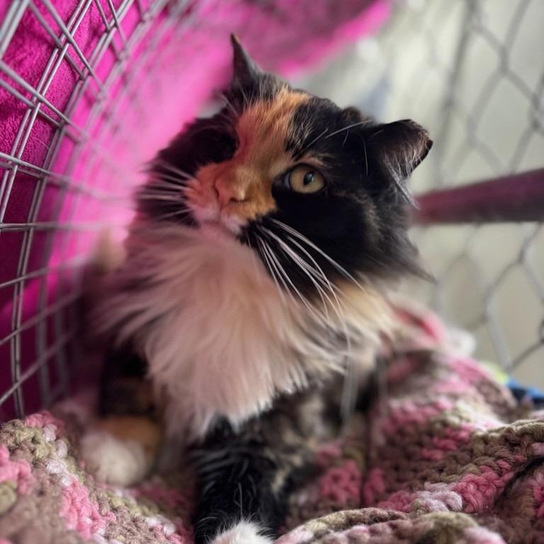 Enlarge Aurora, a Adoptable Domestic Medium Hair in East Smithfield , PA image 1/6