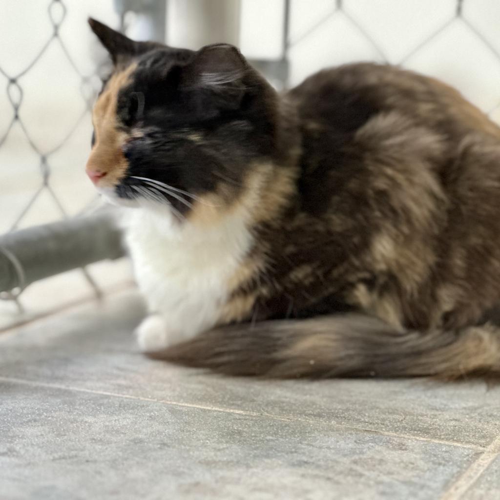 Enlarge Aurora, a Adoptable Domestic Medium Hair in East Smithfield , PA image 3/6