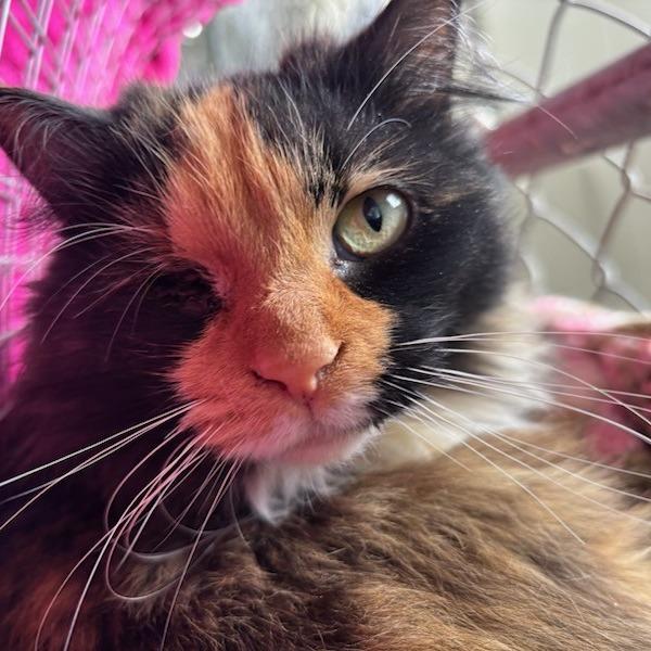 Enlarge Aurora, a Adoptable Domestic Medium Hair in East Smithfield , PA image 4/6