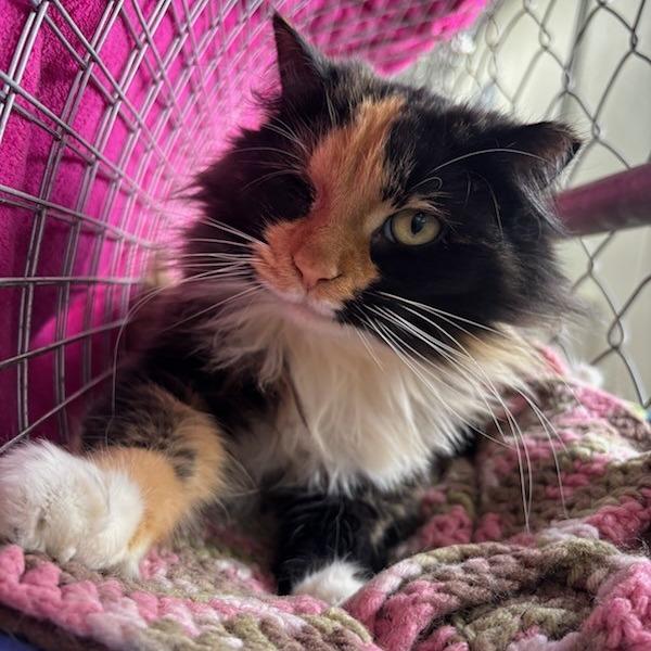 Enlarge Aurora, a Adoptable Domestic Medium Hair in East Smithfield , PA image 5/6