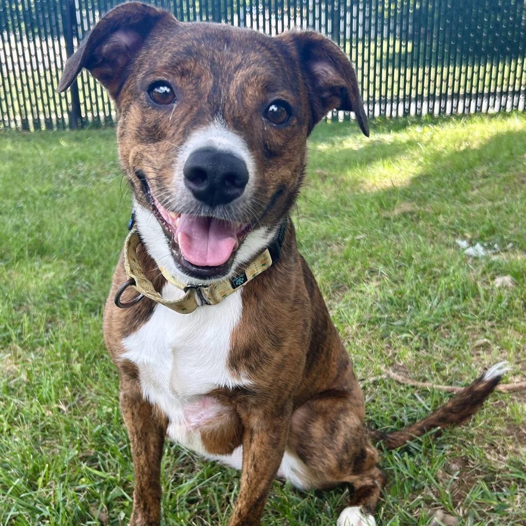 Enlarge Sissy, a Adoptable Catahoula Leopard Dog in Johnson City, TN image 1/6