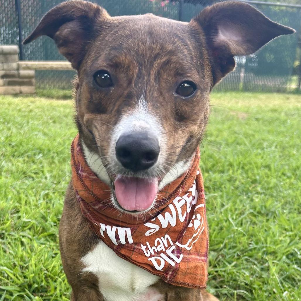 Enlarge Sissy, a Adoptable Catahoula Leopard Dog in Johnson City, TN image 2/6