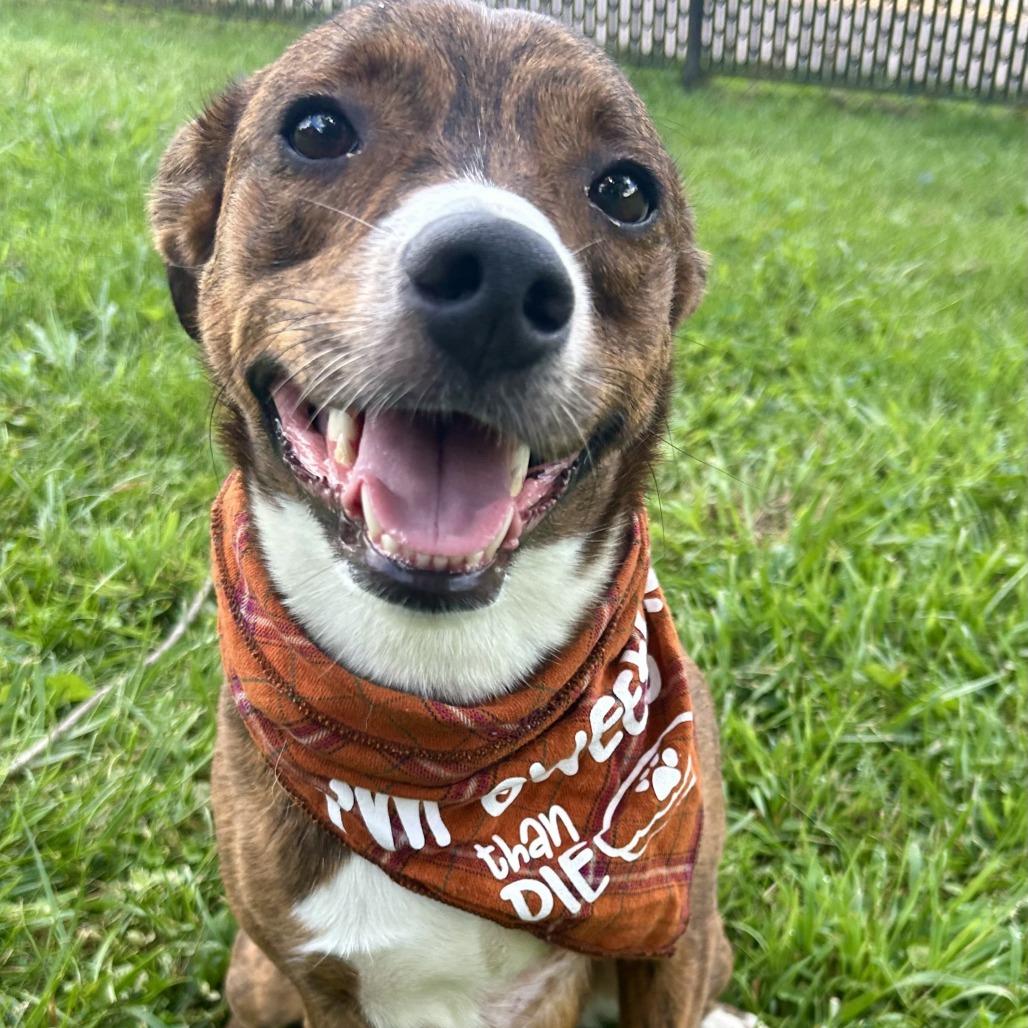 Enlarge Sissy, a Adoptable Catahoula Leopard Dog in Johnson City, TN image 3/6