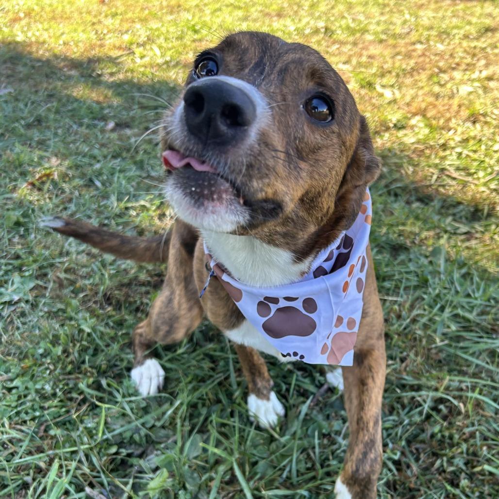 Enlarge Sissy, a Adoptable Catahoula Leopard Dog in Johnson City, TN image 4/6