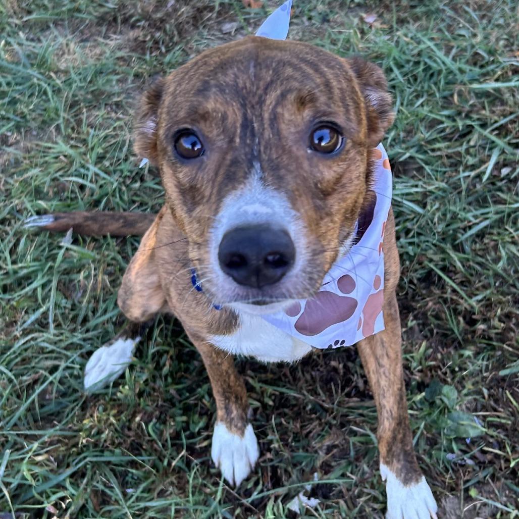 Enlarge Sissy, a Adoptable Catahoula Leopard Dog in Johnson City, TN image 5/6