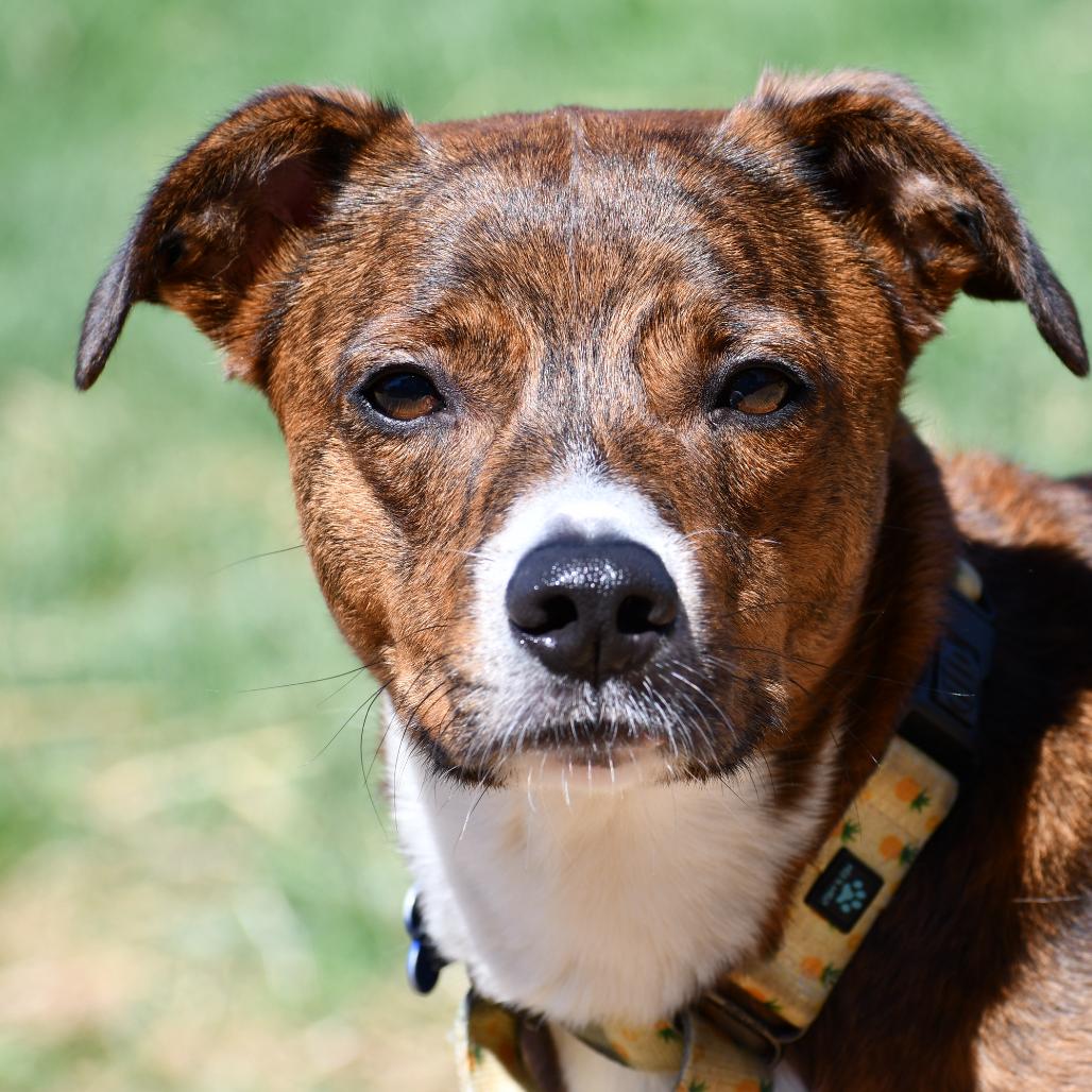 Enlarge Sissy, a Adoptable Catahoula Leopard Dog in Johnson City, TN image 6/6