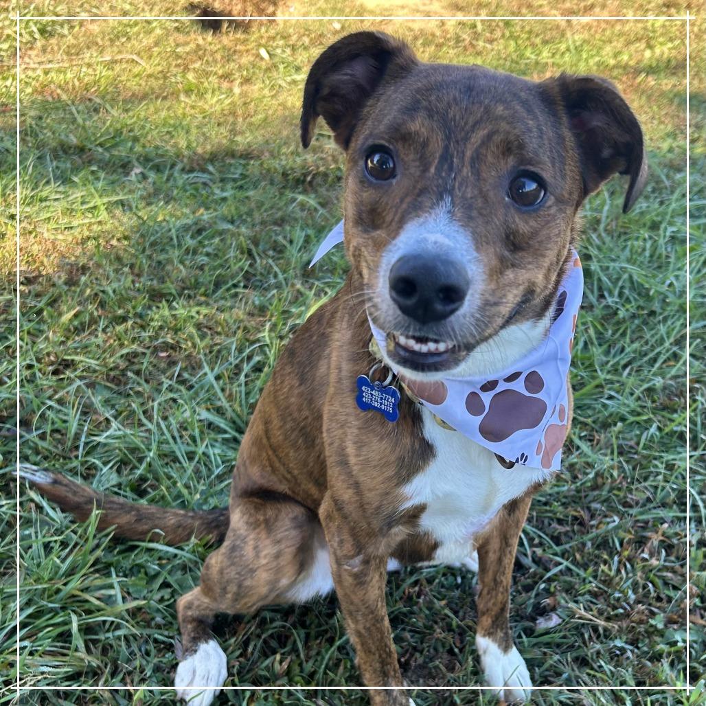 Enlarge Sissy, a Adoptable Catahoula Leopard Dog in Johnson City, TN image 6/6