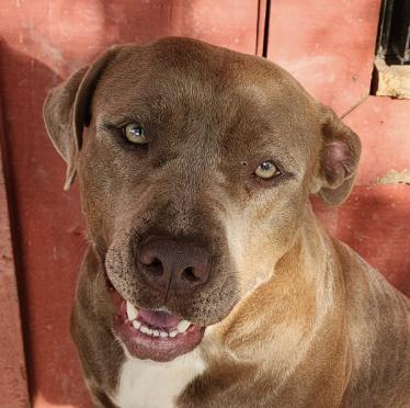 Enlarge Vanna, an adoptable mixed breed in Woburn, MA image 3/6