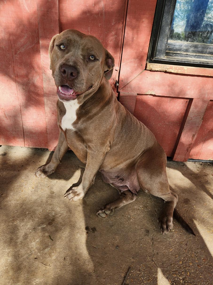 Enlarge Vanna, an adoptable mixed breed in Woburn, MA image 4/6