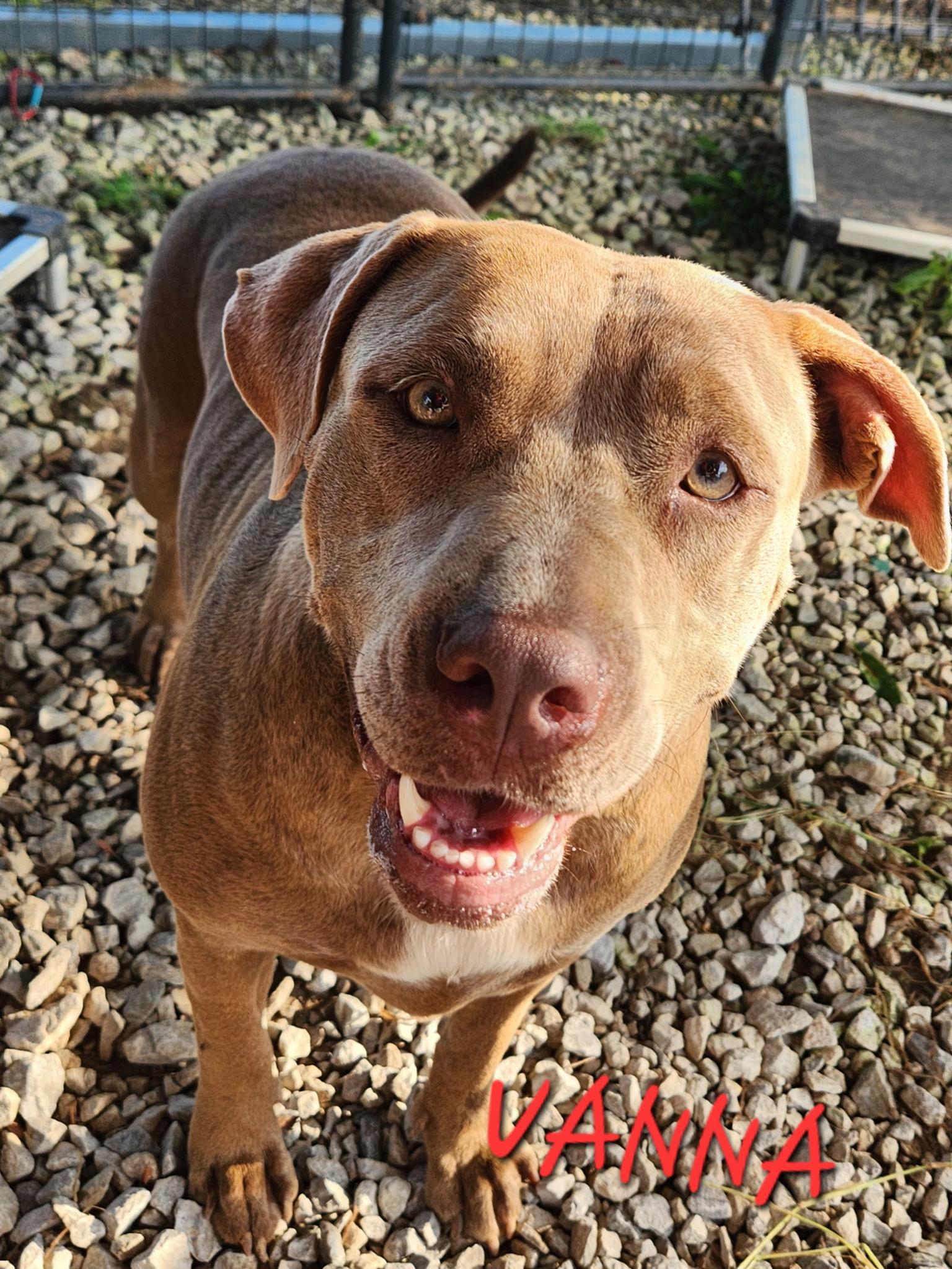 Vanna, adoptable, Adult Female Bulldog & Labrador Retriever.