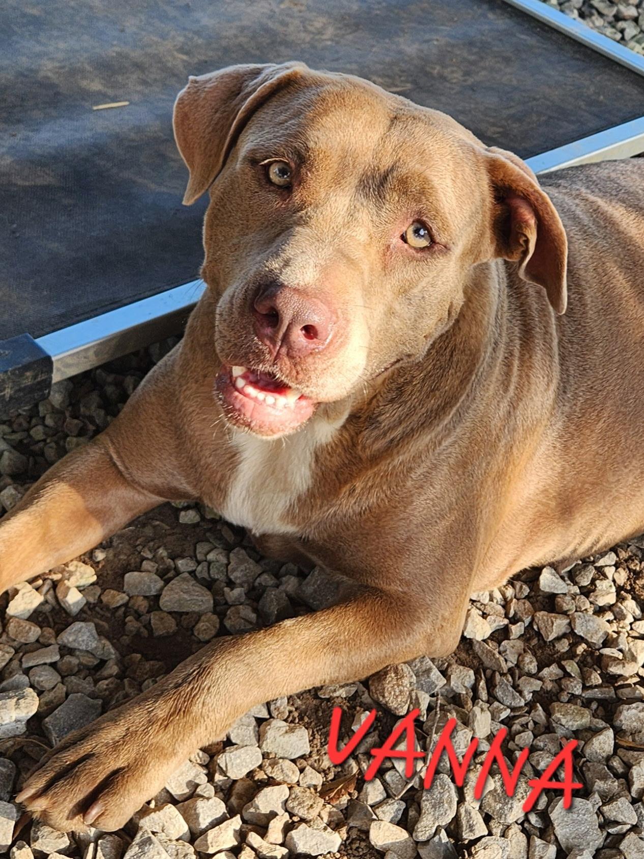 Enlarge Vanna, an adoptable mixed breed in Woburn, MA image 6/6