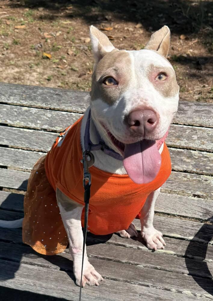 Enlarge Aria, a Adoptable Staffordshire Bull Terrier in Milton, FL image 1/6