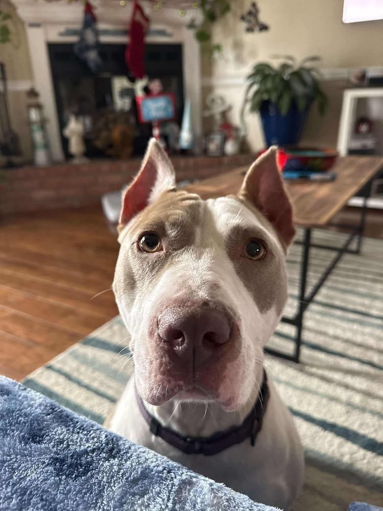 Enlarge Aria, a Adoptable Staffordshire Bull Terrier in Milton, FL image 2/6