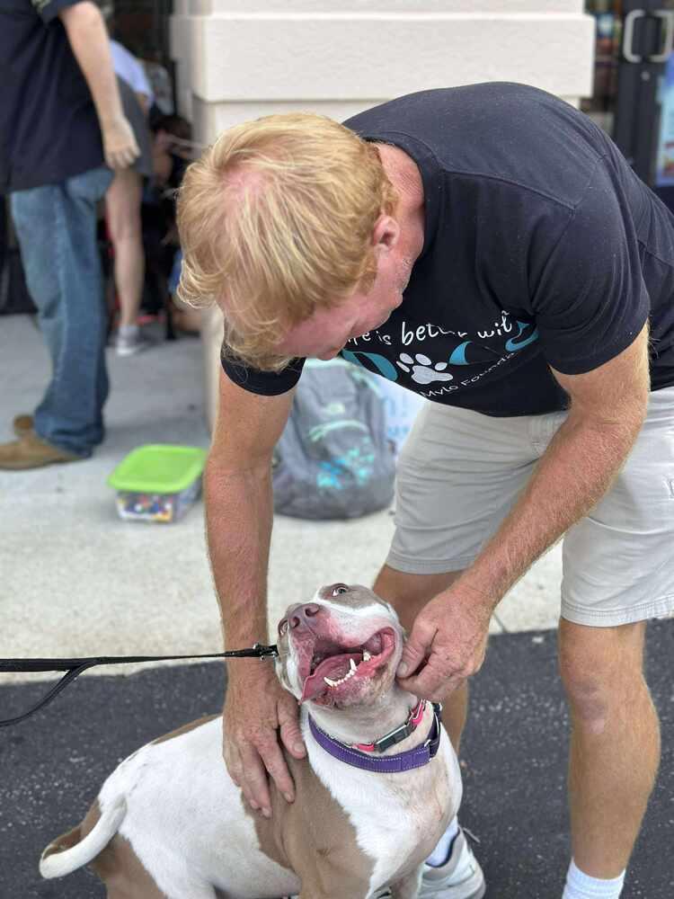 Enlarge Aria, a Adoptable Staffordshire Bull Terrier in Milton, FL image 3/6