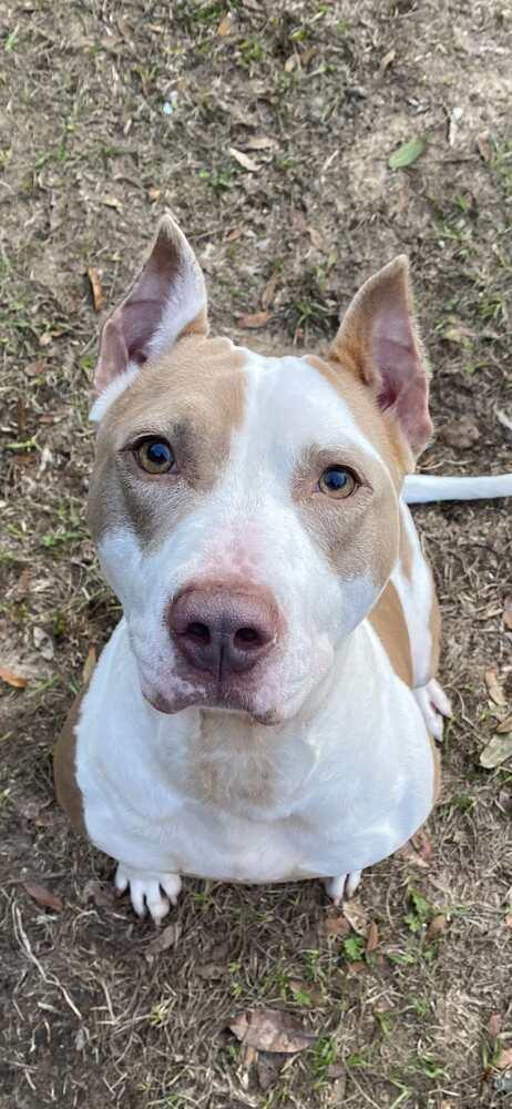 Aria, Adoptable, Young Female Staffordshire Bull Terrier.