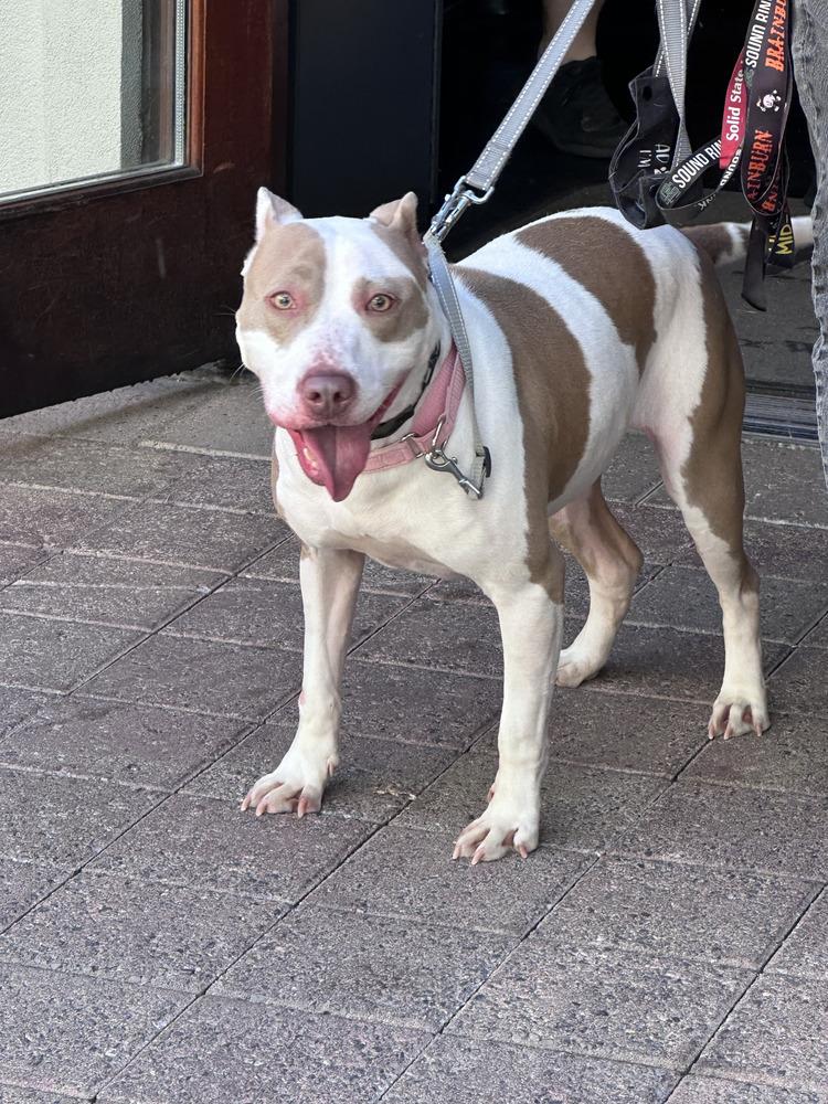 Enlarge Aria, a Adoptable Staffordshire Bull Terrier in Milton, FL image 5/6