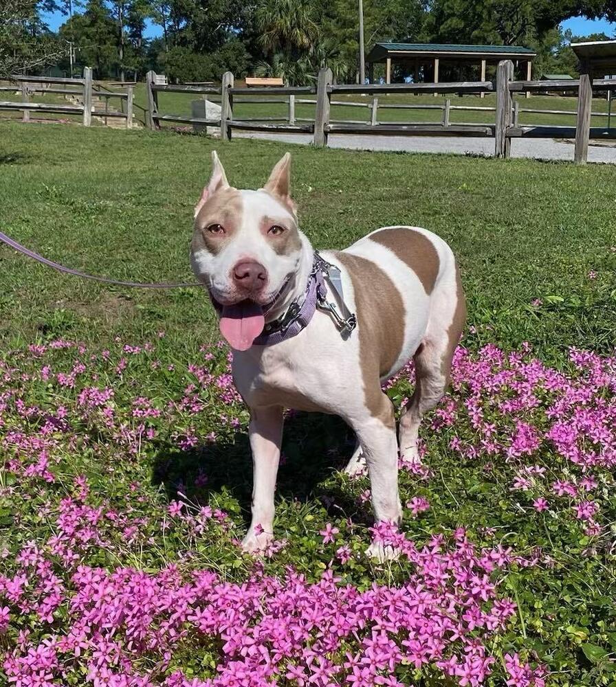 Enlarge Aria, a Adoptable Staffordshire Bull Terrier in Milton, FL image 6/6