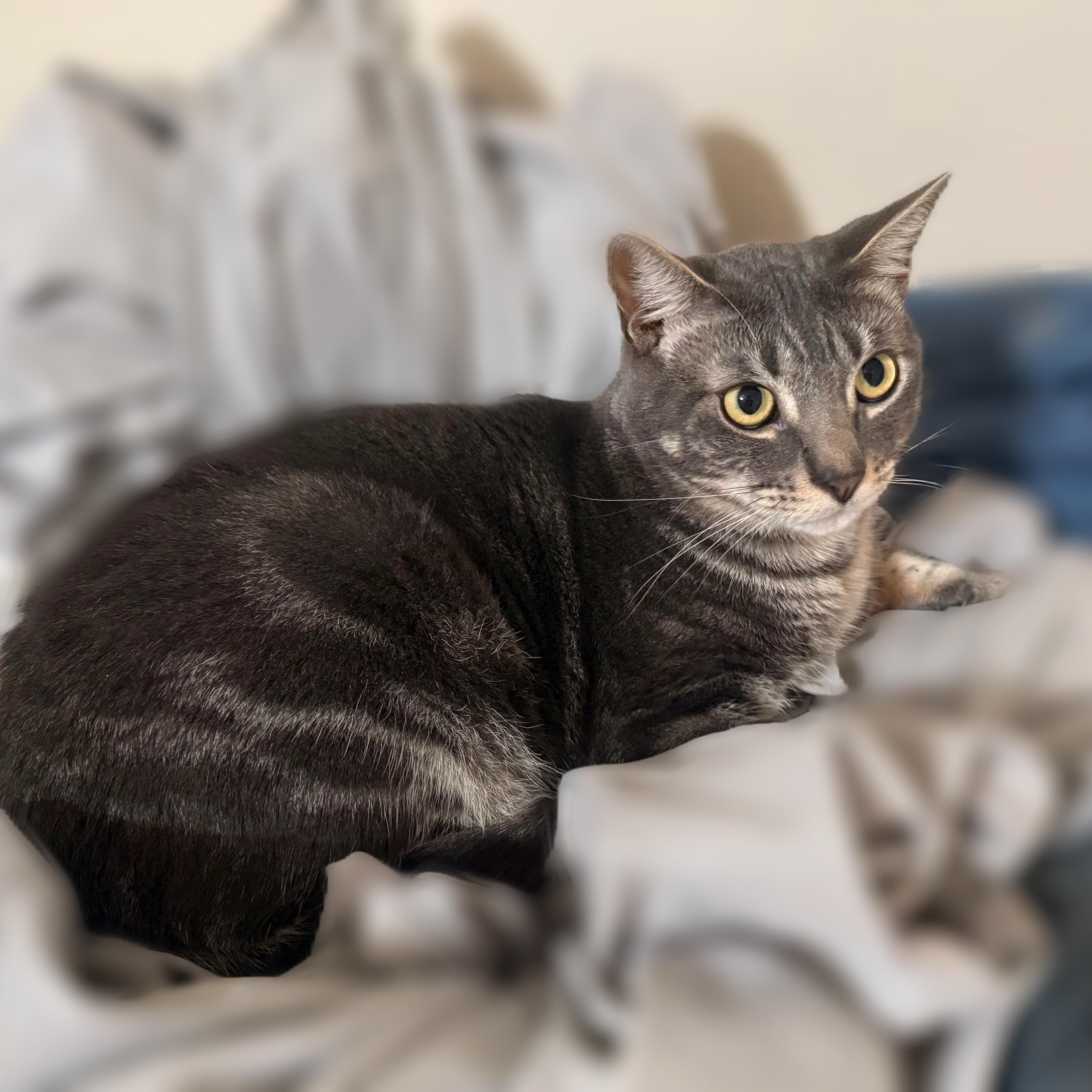 Enlarge Simon, a Adoptable Domestic Short Hair in Denver, CO image 3/4