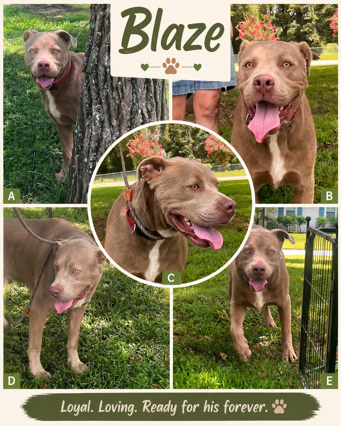 Blaze, ADOPTABLE, Young Male Weimaraner & Labrador Retriever.