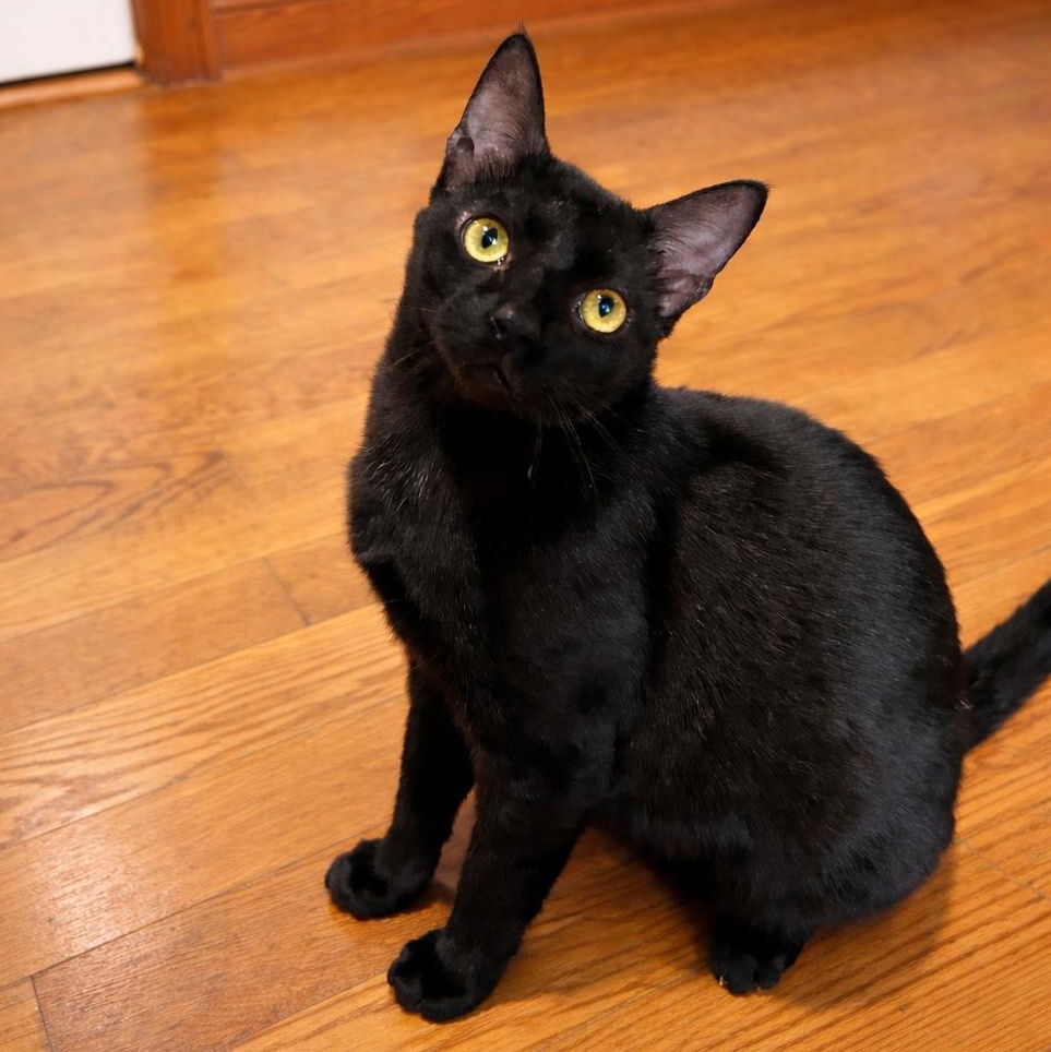 Enlarge Batman, a Adoptable Domestic Short Hair in Newborn, GA image 1/2