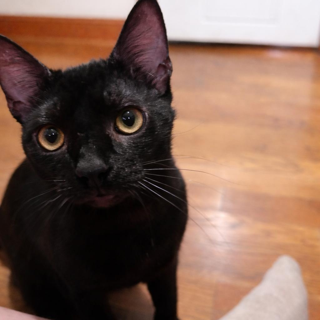 Enlarge Batman, a Adoptable Domestic Short Hair in Newborn, GA image 2/2