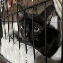Enlarge Batman, a Adoptable Domestic Short Hair in Newborn, GA image 1/1