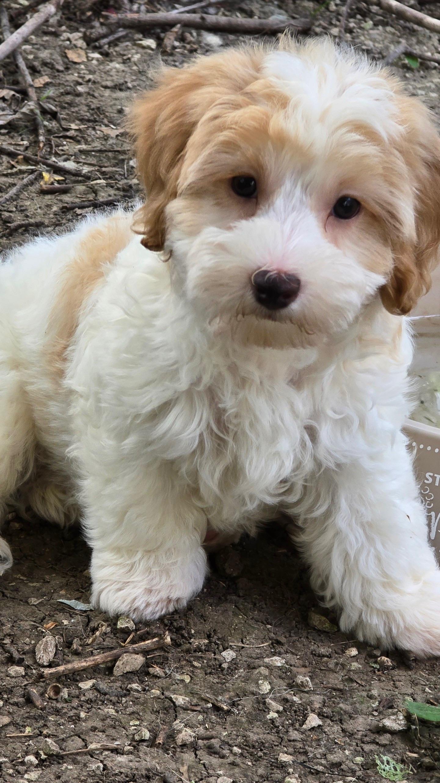 Daisy, adopted, Puppy Female Poodle & Yorkshire Terrier.