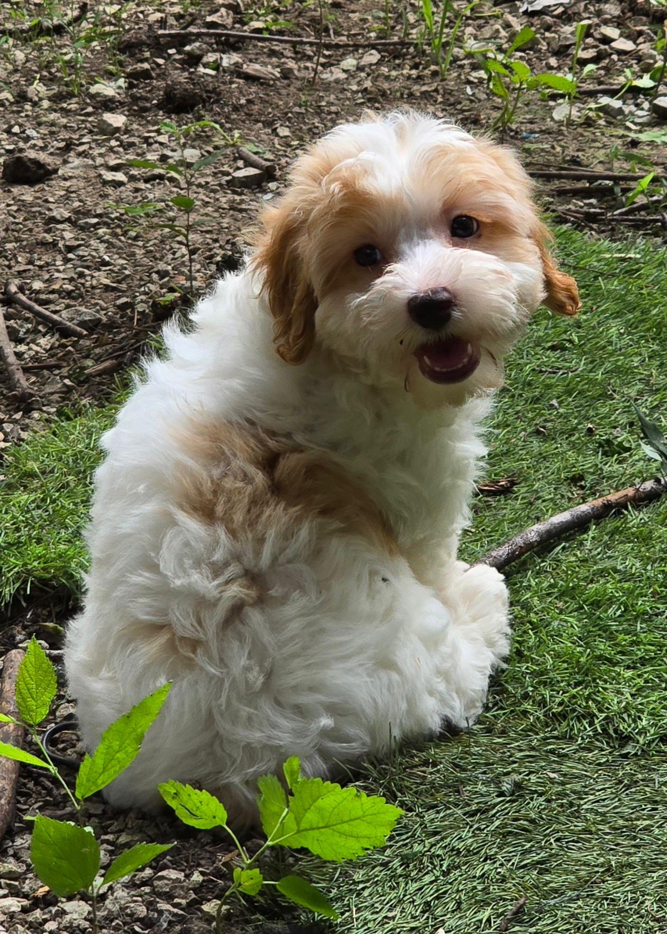 Daisy, an adopted mixed breed in Overland Park, KS image 2/3