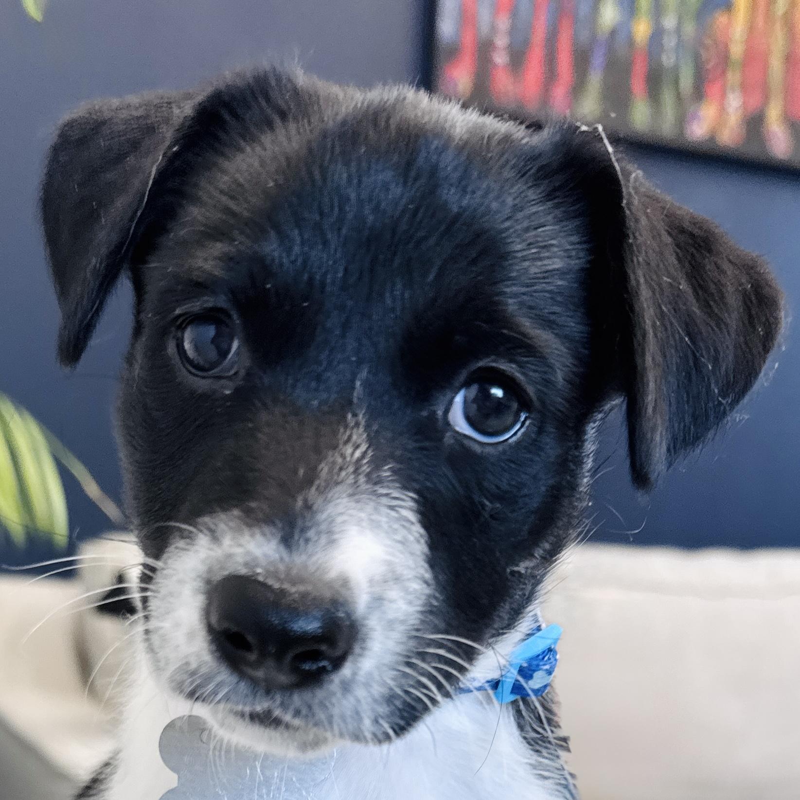 Enlarge Lasso, a Adoptable mixed breed in Palatine, IL image 1/6