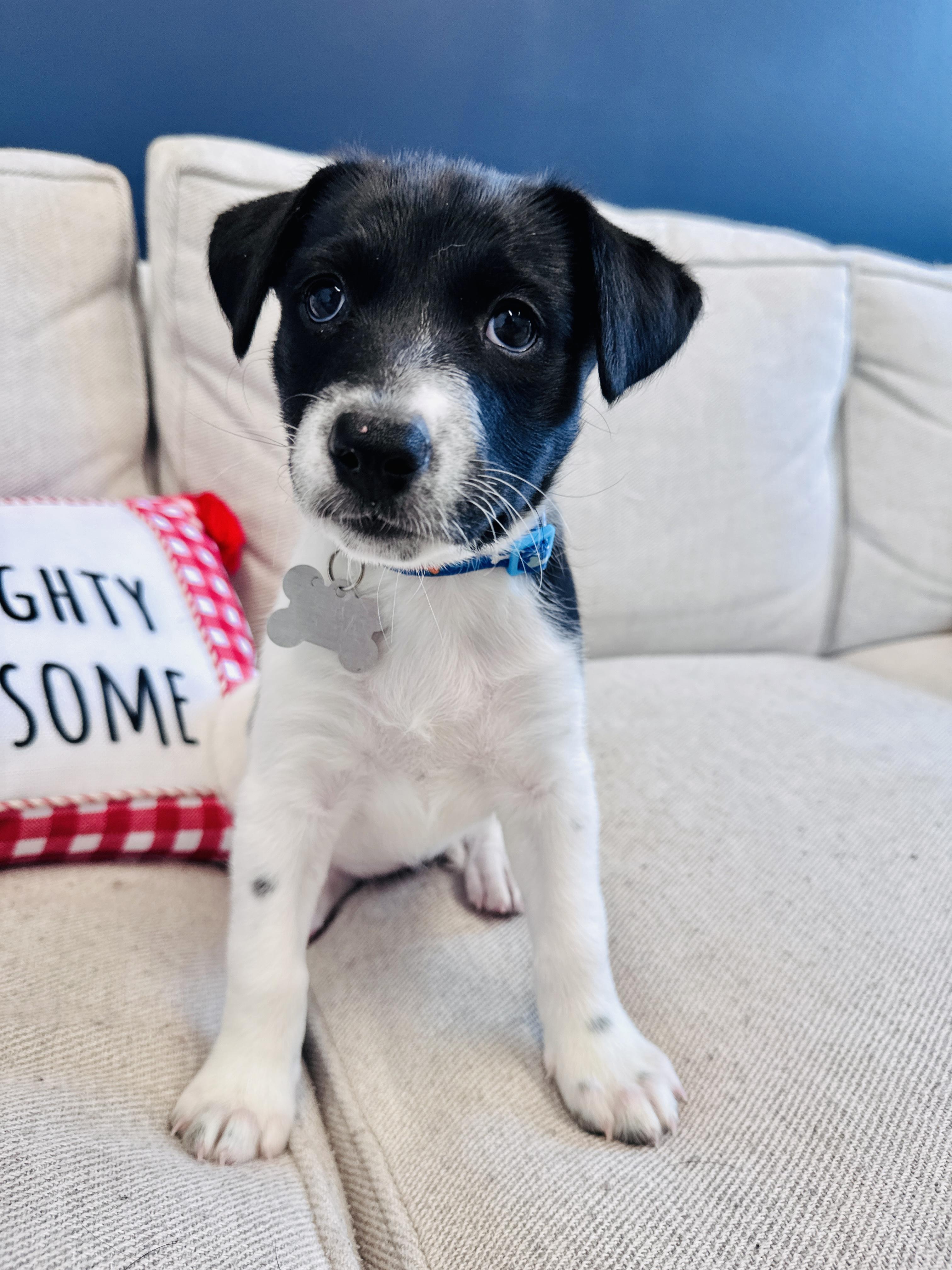 Enlarge Lasso, a Adoptable mixed breed in Palatine, IL image 2/6