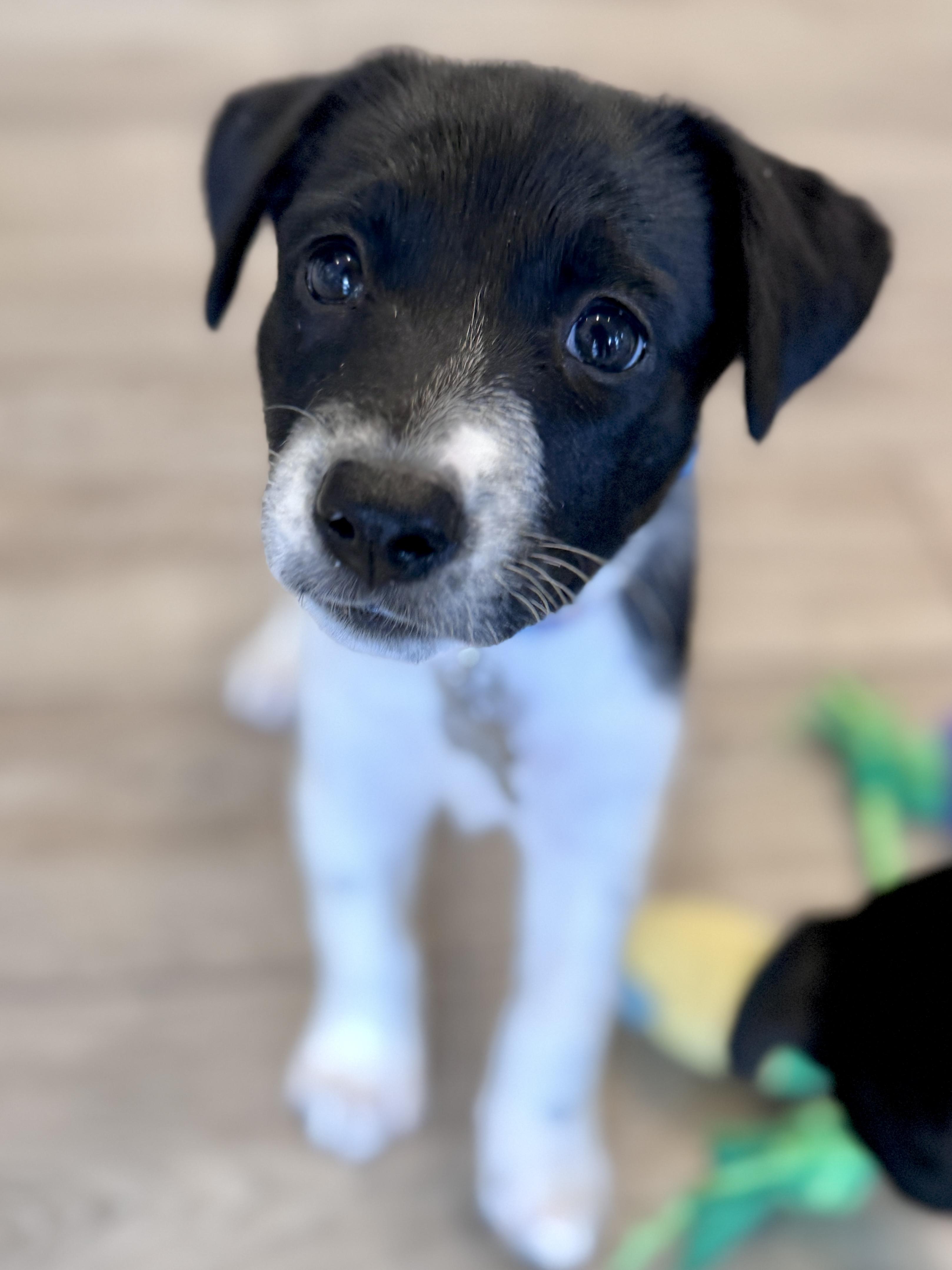 Enlarge Lasso, a Adoptable mixed breed in Palatine, IL image 5/6