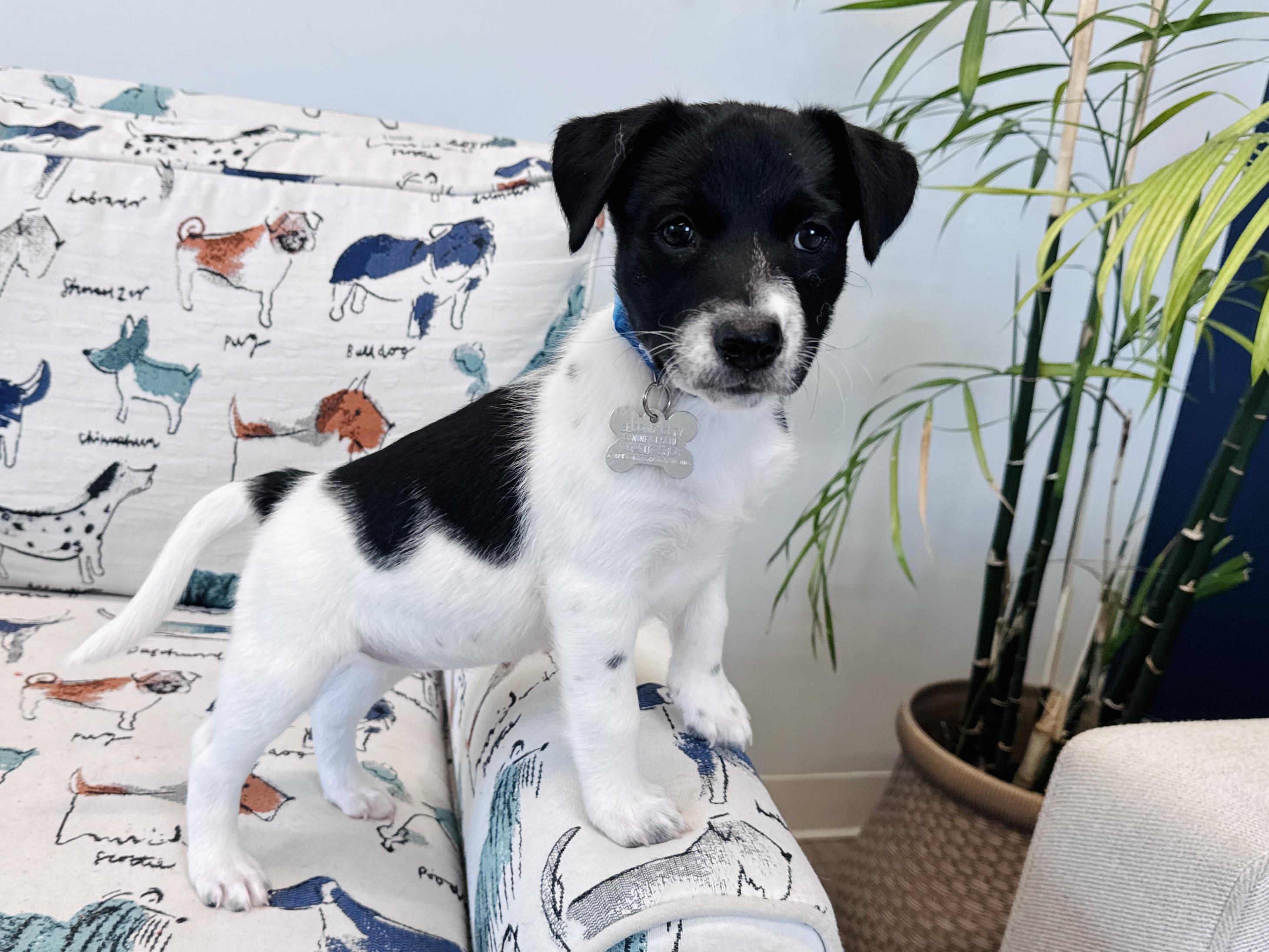 Enlarge Lasso, a Adoptable mixed breed in Palatine, IL image 3/6