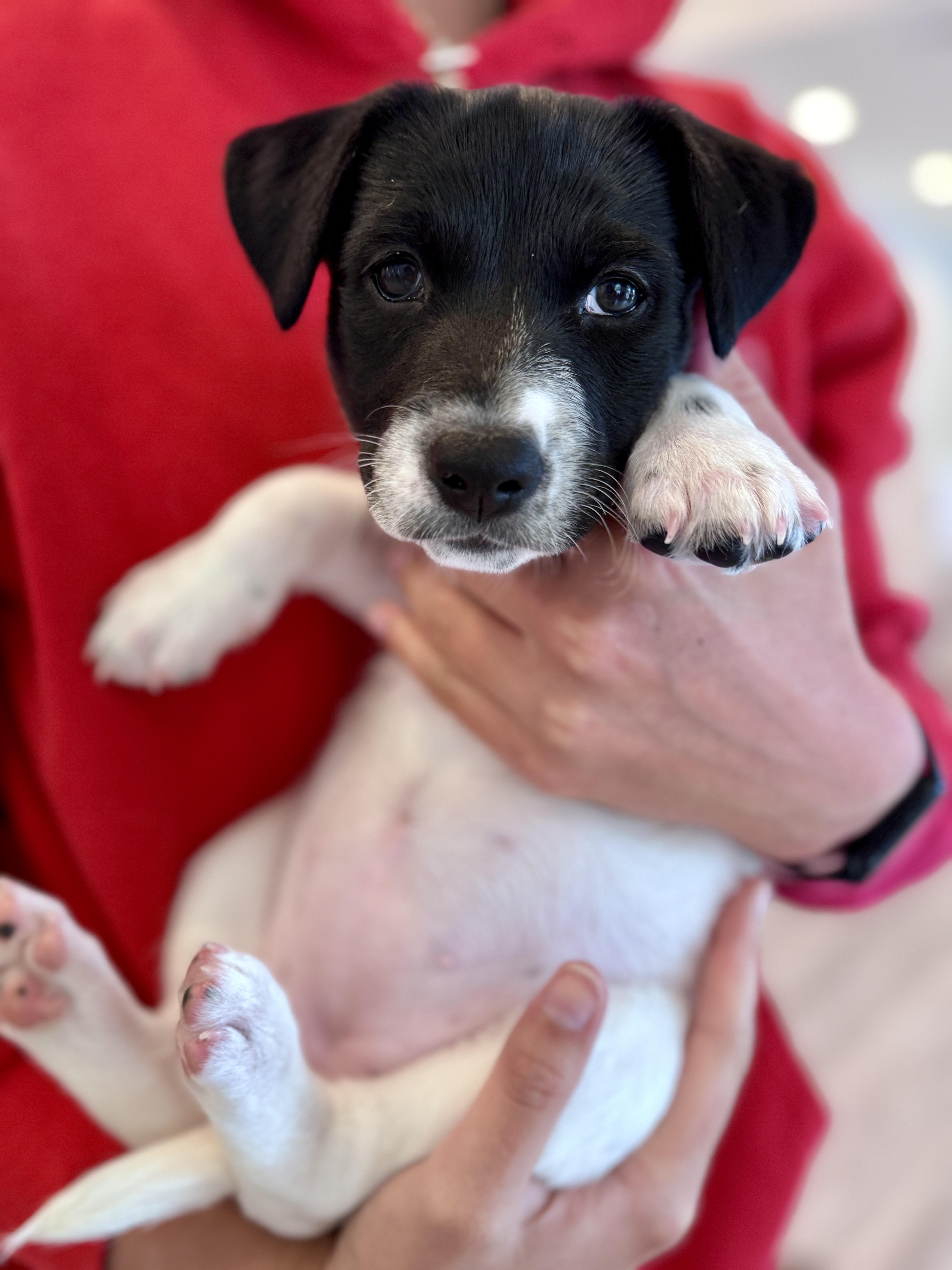 Enlarge Lasso, a Adoptable mixed breed in Palatine, IL image 4/6