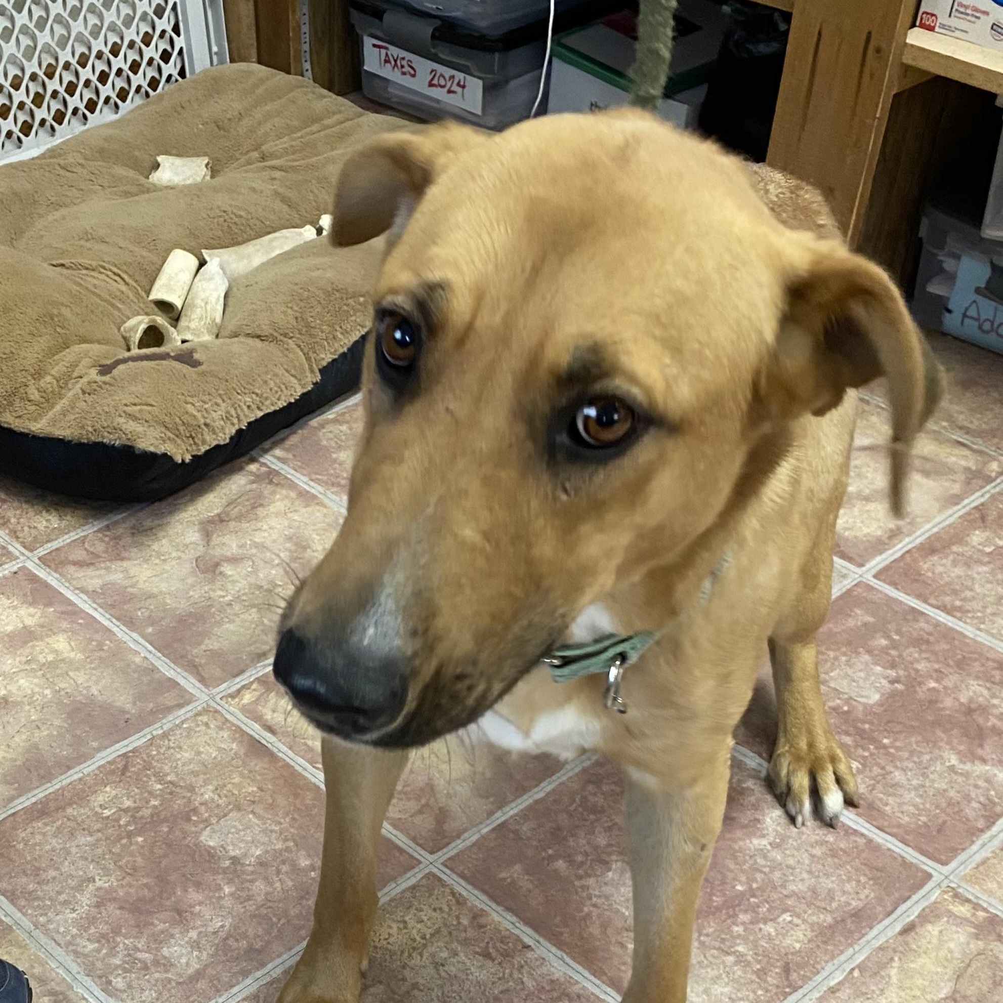 Jewel, ADOPTABLE, Young Female German Shepherd Dog & Shar-Pei.