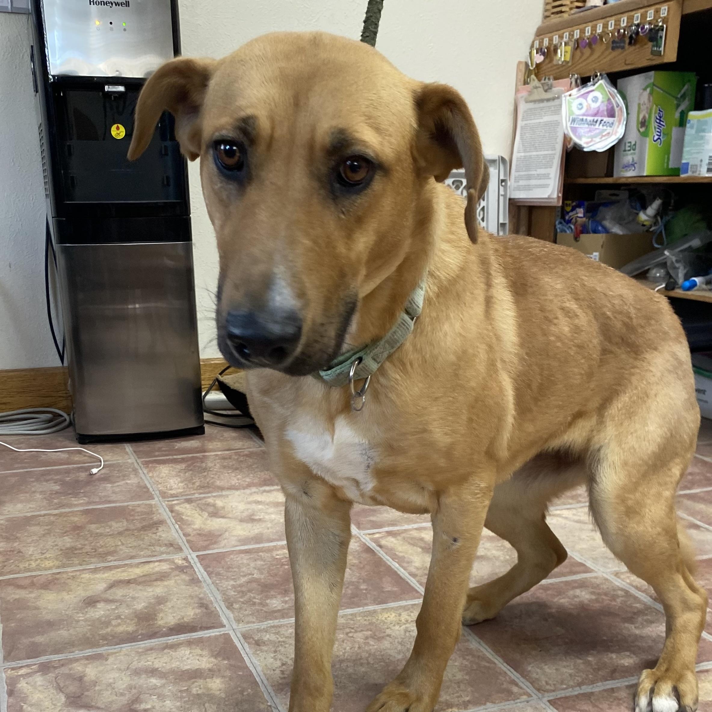 Enlarge Jewel, a ADOPTABLE mixed breed in Choteau, MT image 2/2