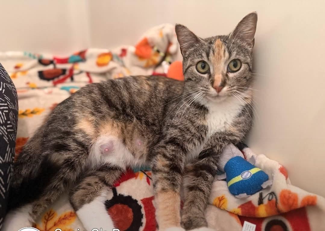 Enlarge Glinda, a Adoptable Calico in Reeseville, WI image 1/2
