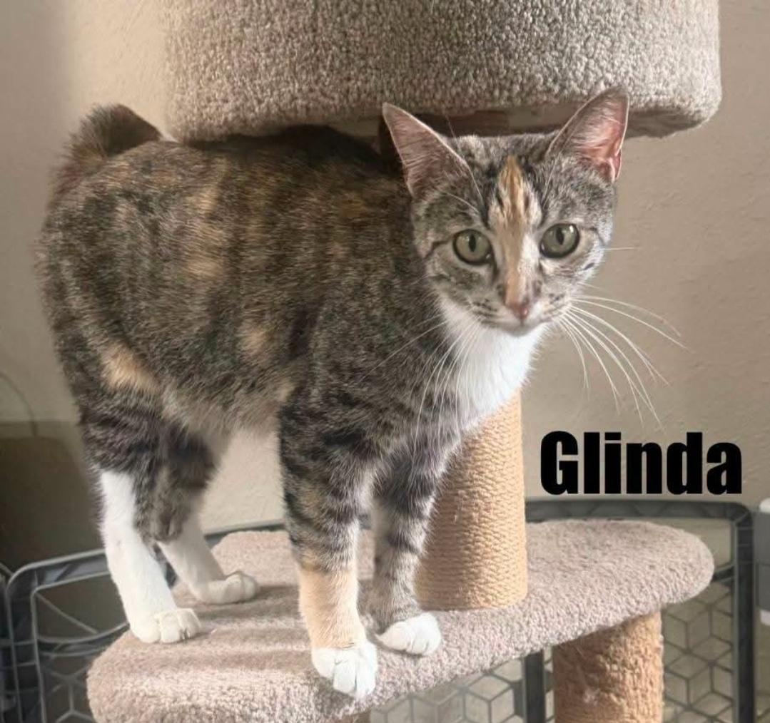 Enlarge Glinda, a Adoptable Calico in Reeseville, WI image 2/2