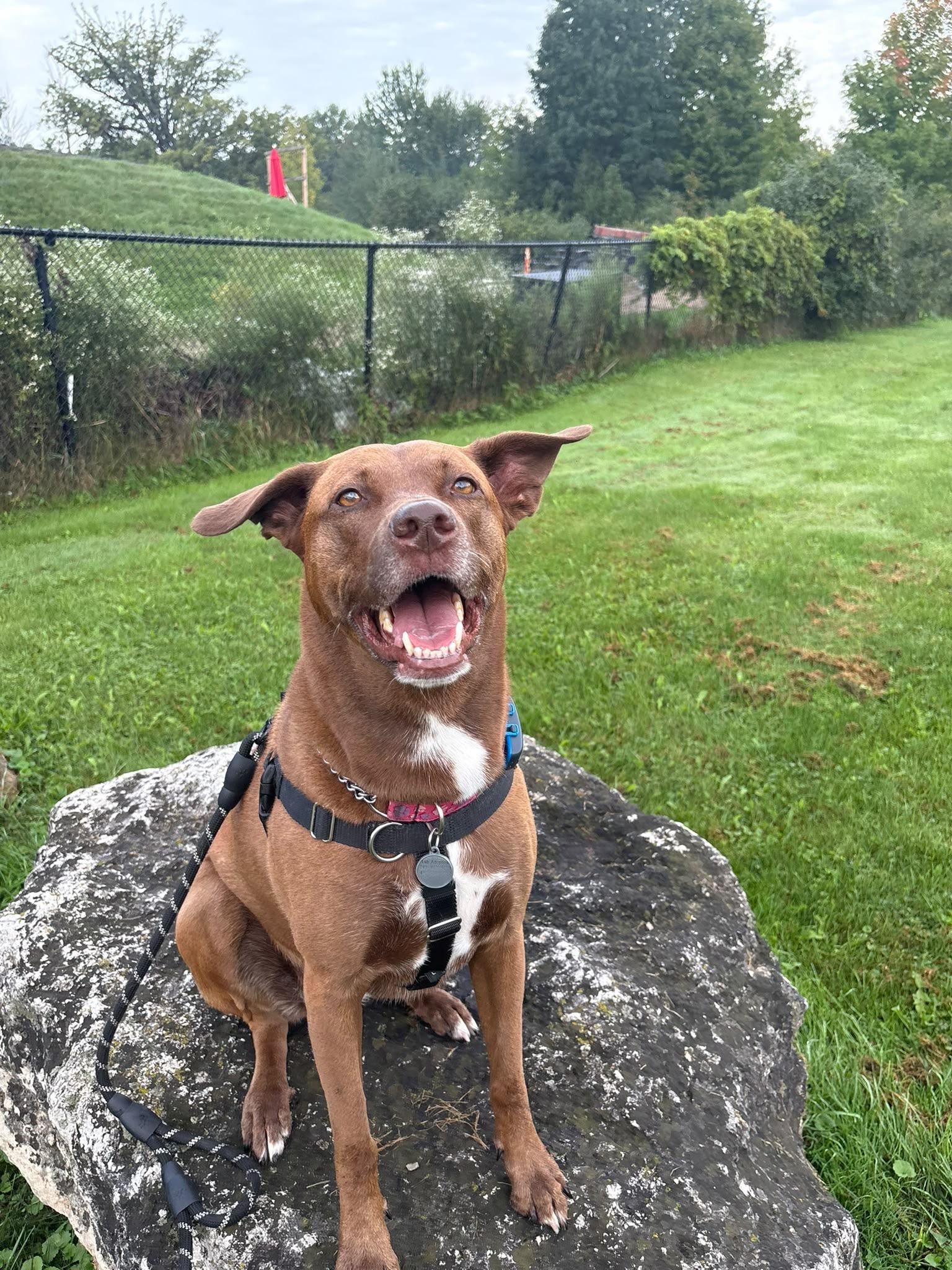 Enlarge Cindy, a Adoptable mixed breed in Oakville, ON image 2/6