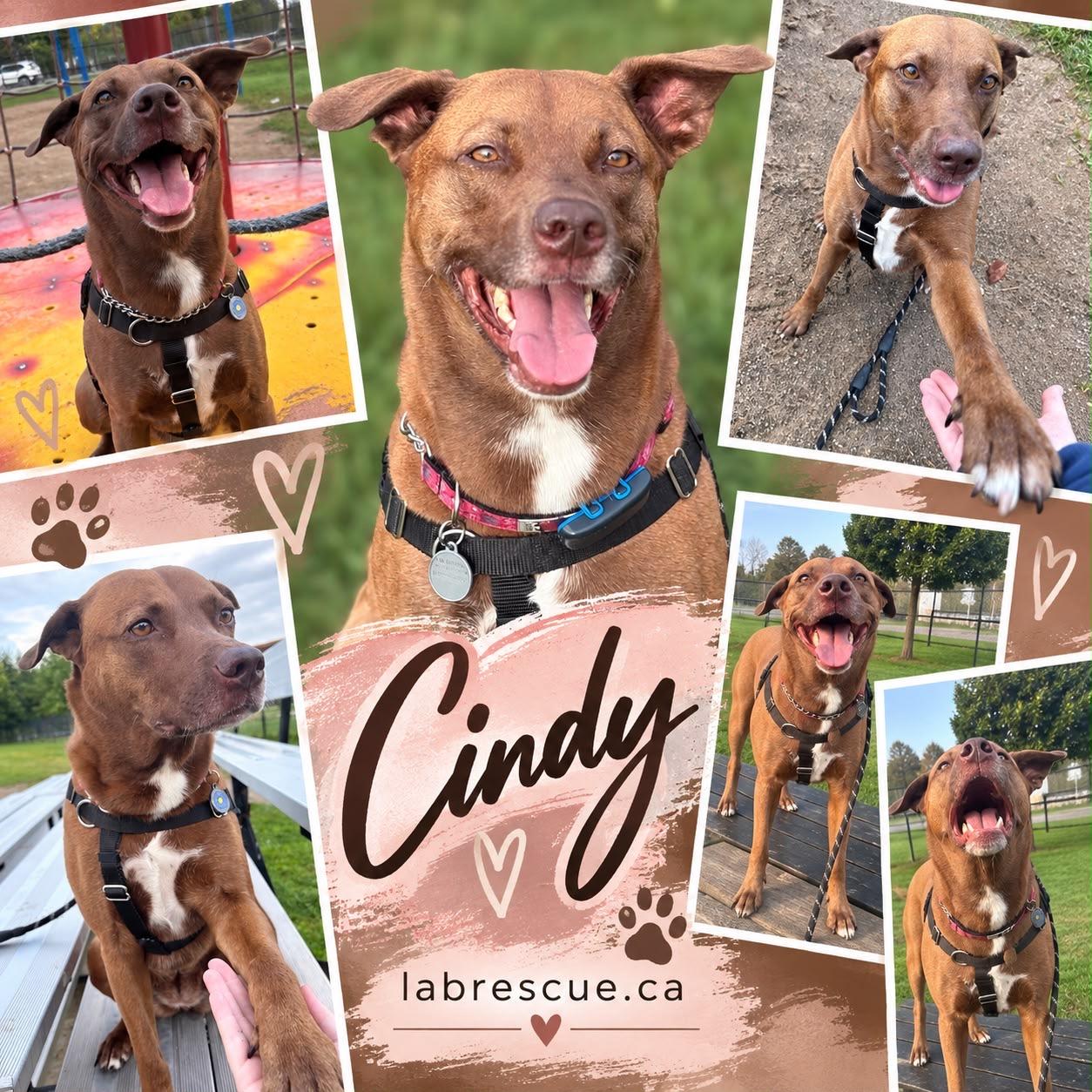Cindy, Adoptable, Adult Female Labrador Retriever & English Pointer.