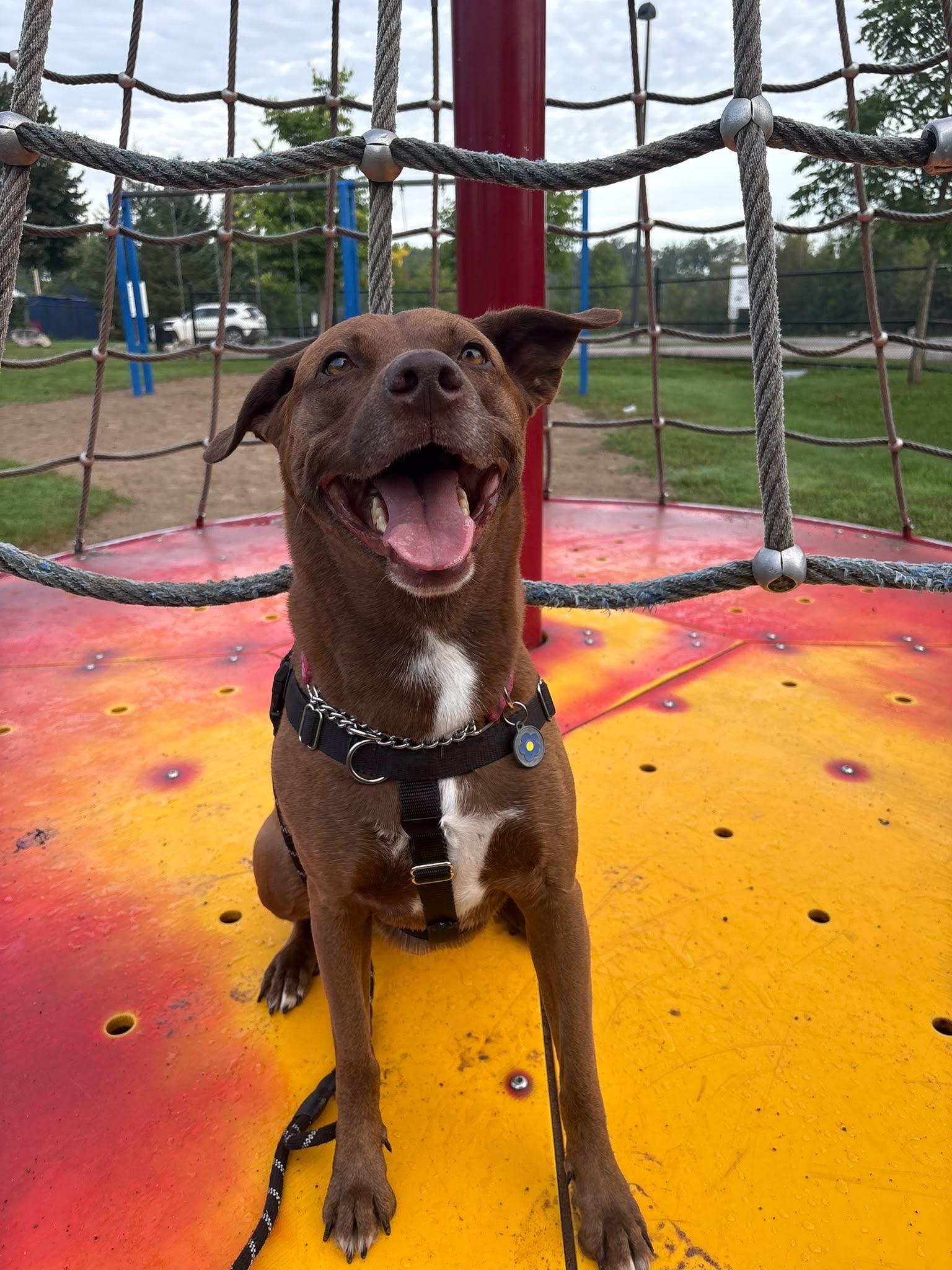 Enlarge Cindy, a Adoptable mixed breed in Oakville, ON image 3/6